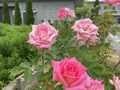 image1.jpeg